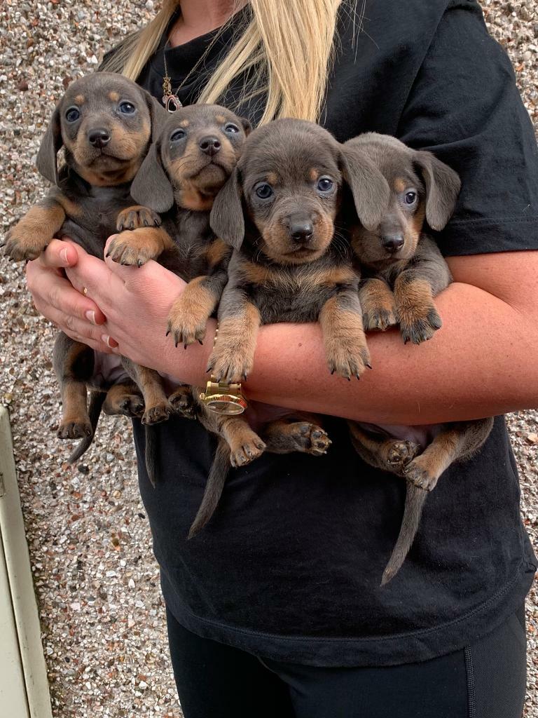 miniature dachshund gumtree